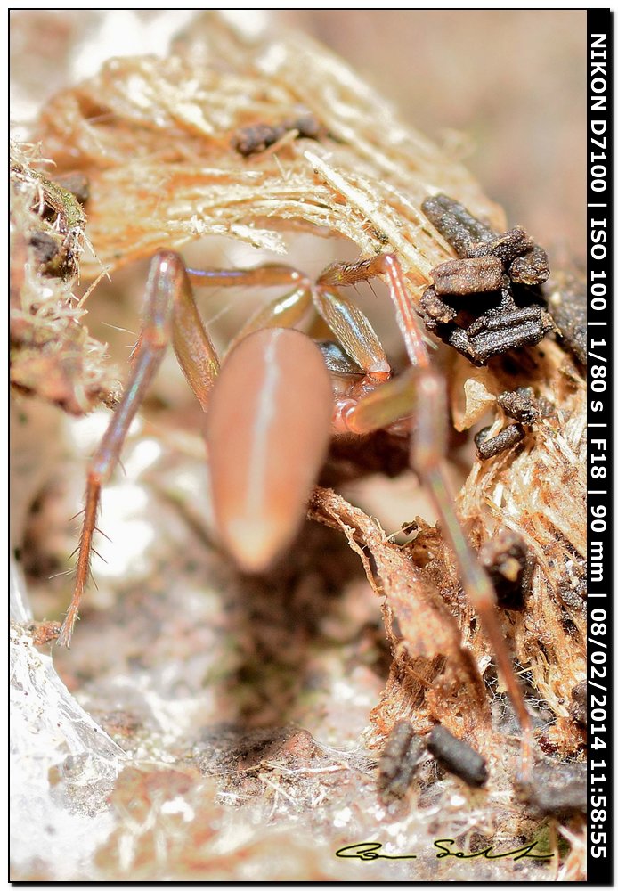 Harpactea sp. - Alghero (SS)